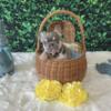 French Bulldogs for Sale - The Perfect Easter Addition
