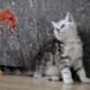 NEW Elite Scottish straight kitten from Europe with excellent pedigree, female. Sindy
