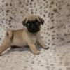 Pug puppies  available 450