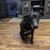 Labrador mix. 25 rehoming fee