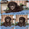 Handsome Shihpoo puppy
