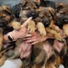 AKC German Sheperd Puppies