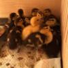 Ducklings looking for home