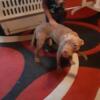Rehoming Female American Pitbull Terrier