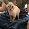 lilac point  siamese