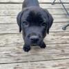Female Cane Corso Puppy - 10 Weeks Old - Dual Registered AKC/ICCF