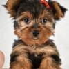 Male yorkie if interested call