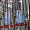 Young Parakeets (Budgie)