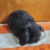 Holland Lop Bunnies For Sale