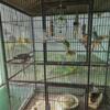 8 parakeets with cage