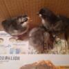 Sapphire gem chicks for sale. Hens great egg layers.