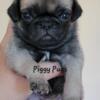 AKC Fawn Pug Puppies (Males)