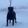 AKC and ICCF Cane Corso