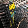 Bonded Blue and Gold Macaw Breeding Pair
