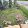 Miniboz Pups ready for new zip code