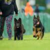 German Shepherd Puppies. Service dog and sport prospects