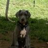 REDUCED! Male Great Danes ready for their forever home