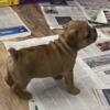 French Bulldog male fawn merle puppy 4 purchase