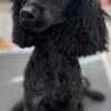 Miniature poodles, females 7 months -3 years
