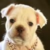 AKC - French Bulldog Puppy - PLATINUM/ CREAM MALE - Testable/ Isabella Carrier - Possible FLUFFY