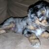 Male doodle puppy available 5/26