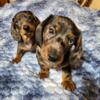 Ckc Dachshund Puppies -Two Black and Tan Dapple Males, Smooth Coats