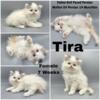 Tira Persian mix kitten