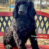 AKC Standard Poodles-none available