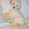 Young toy poodle puppies