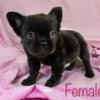 Black Fluffy French Bulldog Female