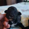 Toy Poodle Puppies available