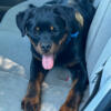 Young AKC Rottweiler male