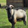 Alpine Goat buck for sale