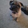 Male Pug looking for his forever home