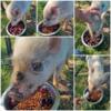 Mini Pig Approx 6 mths old