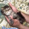 Male Persian kitten Pansy