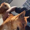 Selling dog (shiba inu) he still very young but ready for a home 