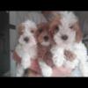 Female Cavalier puppies up to date on all shots great with kids small breed