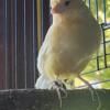 Two Canaries with cage For Sale