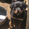 Female imported bloodline Rottweiler puppies