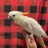 Baby citron crested cockatoo