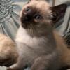 Siamese/Himalayan Kittens