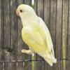 Love Birds Ready to Re-home  Healthy Beautiful & Will make you Happy