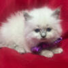 Purebred Ragdoll kittens. Family raised. Pre-spoiled ! Blue and Lilac Bicolored