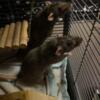 3 female rats need a good home, everything free