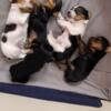 FOR SALE -Puppies born 3/21/24