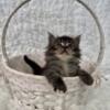 Black Solid Tabby mitted Clifton boy TICA reg