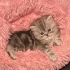 Persian and Himalayan kittens available June