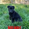 AKC Belgian Malinois Puppies Available