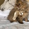 Golden Persian kitten